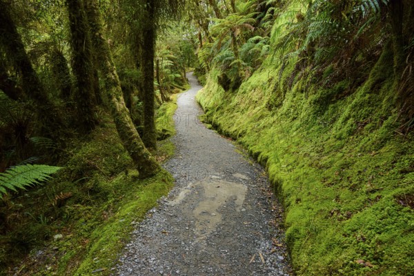 A winding path with moss-covered edges meanders through a lush forest, summer, Lake Matheson, Fox Glacier, South Island, New Zealand