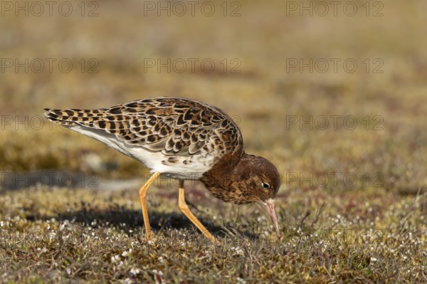 Ruff (Calidris pugnax) male foraging, Smaland, Sweden