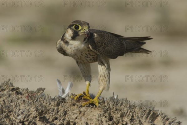 Barbary Falcon (Falco pelegrinoides), Oman