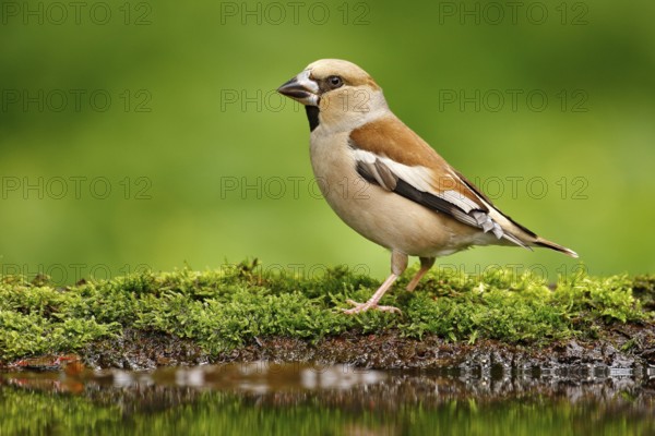 Beautiful songbird, Hawfinch, in water mirror, brown songbird sitting in the water, nice lichen tree branch, bird in the nature habitat, spring - nesting, reflection, mirroring, Germany. Cute bird