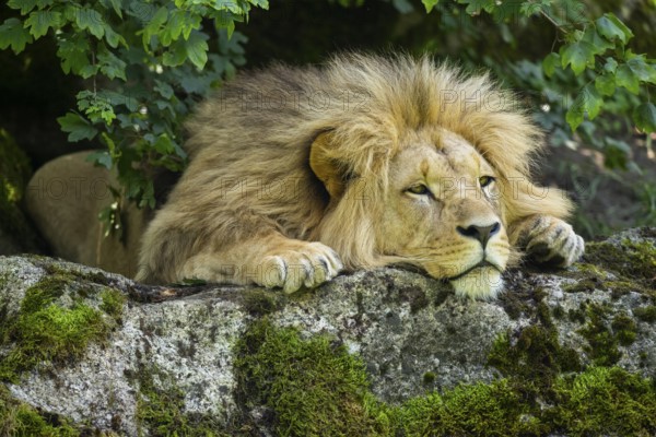Southern African lion (Panthera leo melanochaita) male, lying on a rock, captive, Zoo Augsburg, Germany