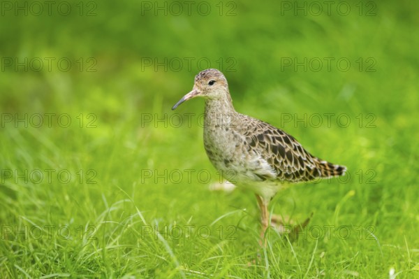 Ruff (Calidris pugnax) female standing on a meadow, captive, Zoo Augsburg, Germany