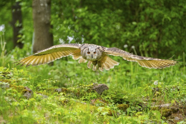Western Siberian eagle-owl (Bubo bubo sibiricus) flying over a clearing in the forest, Bavaria, Germany