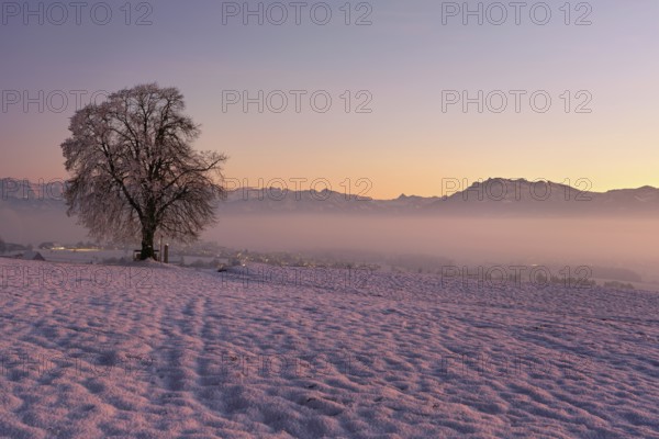 Tree in a freshly snow-covered landscape, behind the Pilatus shrouded in fog, Hohenrain, Seetal, Canton Lucerne, Switzerland