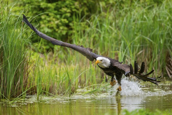 Bald eagle (Haliaeetus leucocephalus) flying over a pond, hunting, Bavaria, Germany