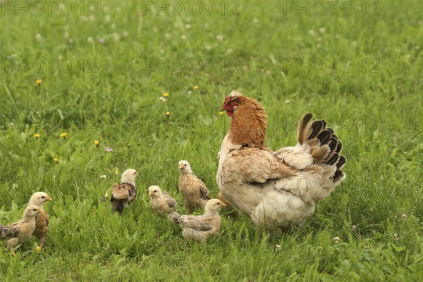 Domestic chicken with a few days old young ones looking for food in a meadow, free-range, organic farming, Lower Austria, Austria, Lower Austria, Austria