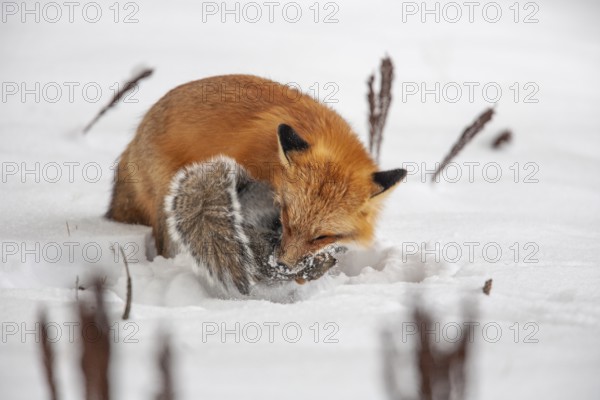 Red fox (vulpes vulpes), Fox hunting eastern gray squirrel (sciurus carolinensis) in winter. Province of Quebec, Canada, North America