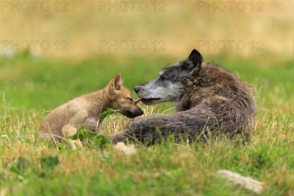 An adult wolf lovingly licking a puppy in the green grass, Timberwolf, wolf, American wolf, (Canis lupus lycaon), Germany