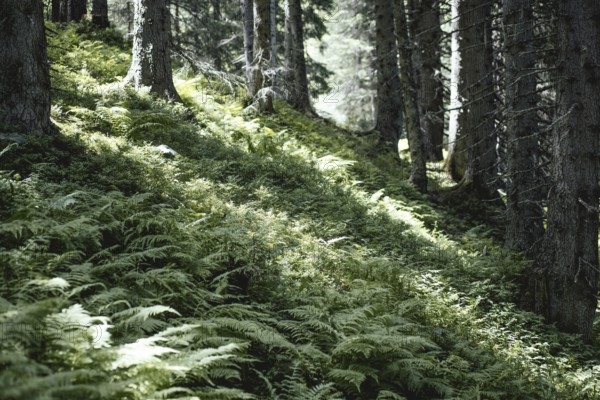Fern (Polypodiopsida), Rauris primeval forest, Rauris, Pinzgau, Salzburg, Austria