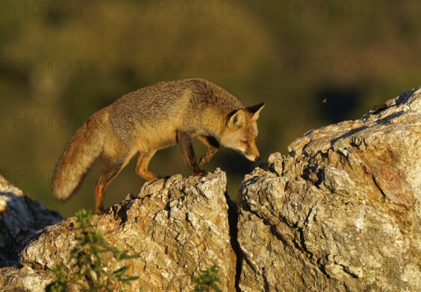 Red fox (Vulpes vulpes) in early morning light on a rock, Sierra de San Pedro, Extremadura, Spain
