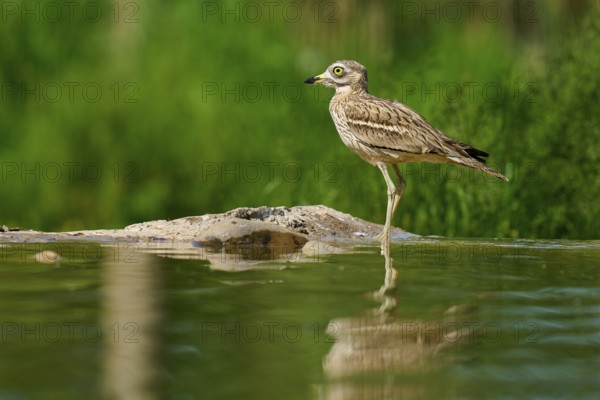 A bird stands calmly on one leg, its image reflected in the water, Stone Curlew (Burhinus oedicnemus), spring, France