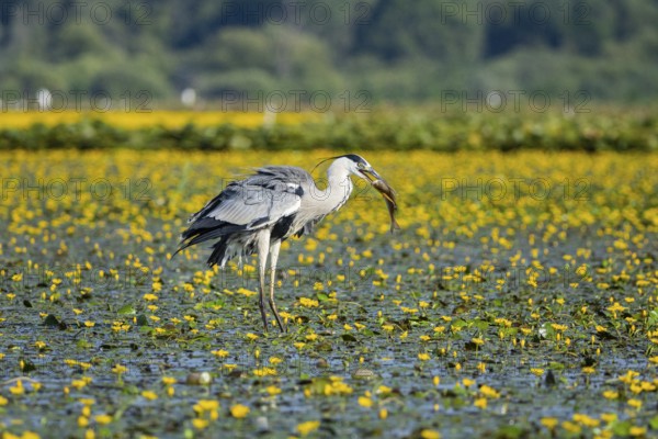 Grey heron (Ardea cinerea) amidst flowering sea pots (Nymphoides peltata) Hungary