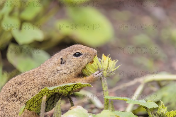 A European ground squirrel (Spermophilus citellus) or European souslik stands in an agricultural field and eats from the blossoms