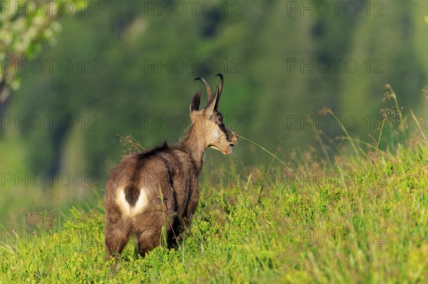 Goat looking across green meadow into the distance, chamois, chamois, (Rupicapra rupicaprae), wildlife, Vosges, France