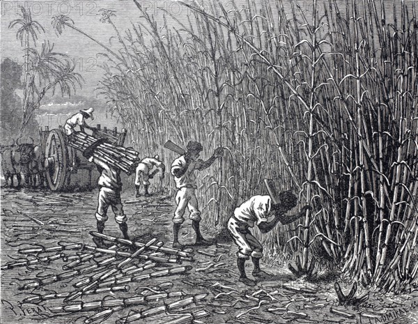 Harvest of sugar cane, c. 1880, Cuba, digitally enhanced reproduction of a 19th century original, historical, exact date unknown