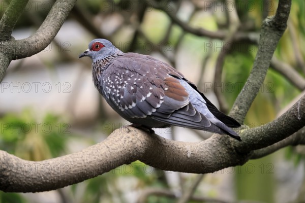Guinea Pigeon (Columba guinea), Streak-necked Pigeon, adult, on tree, Cape Town, South Africa