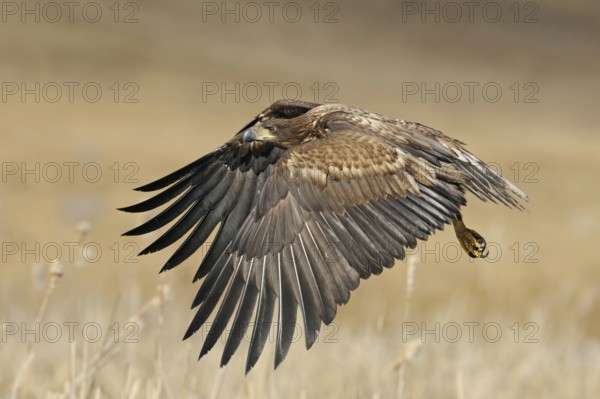 Young eagle in flight... White-tailed eagle (Haliaeetus albicilla), young bird not yet fully coloured, offspring flying in typical surroundings over dry reeds, beautiful harmonious colours, impressive observation of our largest native bird of prey in the wild, wildlife, native nature, wildlife, Germany