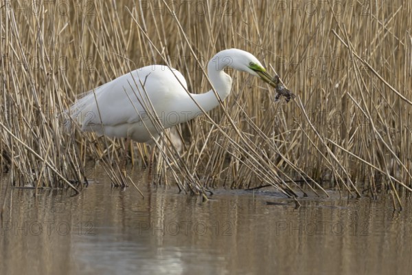 Great white egret (Ardea alba) adult bird in water on the edge of a reedbed with a frog for food in its beak in spring, England, United Kingdom