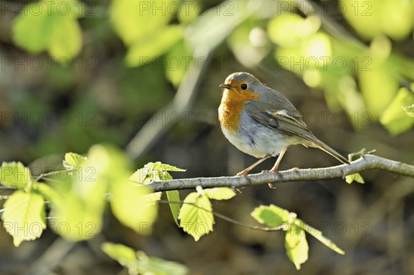 Robin (Erithacus rubecula), sitting on a branch, Flachsee nature reserve, Freiamt, Canton Aargau, Switzerland