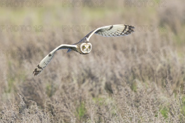 Short-eared Owl (Asio flammeus) flying, Netherlands