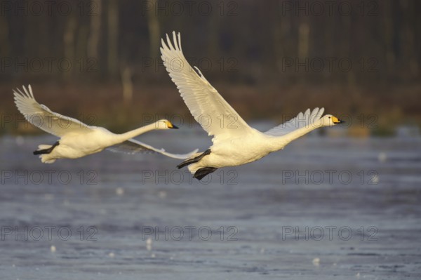 Whooper Swan (Cygnus cygnus) flying, Lower Saxony, Germany