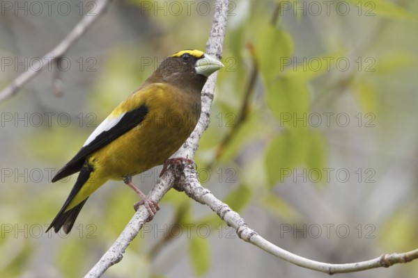 Evening Grosbeak (Hesperiphona vespertina) male, British Columbia, Canada