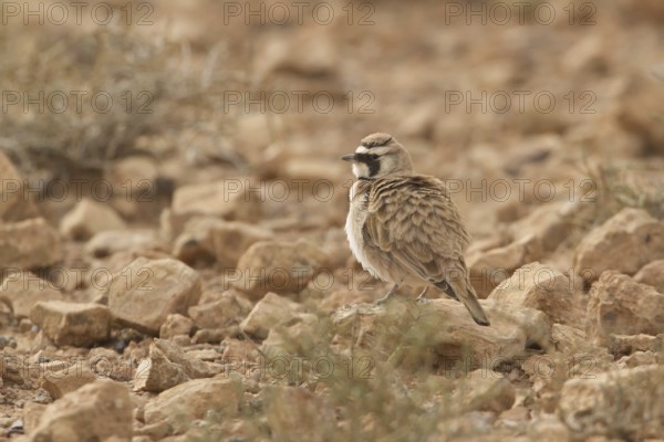 Temminck's Lark (Eremophila bilopha), Morocco