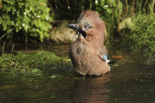 Eurasian Jay (Garrulus glandarius) bathing, Lower Saxony, Germany