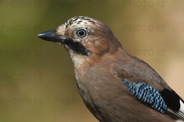 Eurasian Jay (Garrulus glandarius), Utrecht, Netherlands