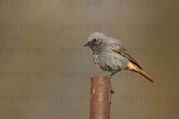 Black Redstart (Phoenicurus ochruros) male, Poland