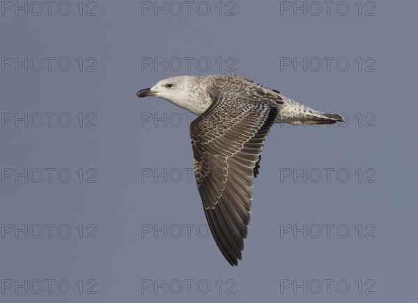 Great Black-backed Gull (Larus marinus) flying, Ohio, USA