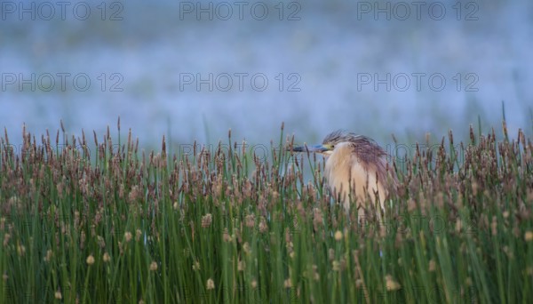 Squacco Heron (Ardeola ralloides), Lesvos, Greece