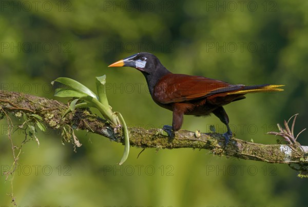 Montezuma-Oropendola (Psarocolius montezuma) at Laguna Lagarto Lodge near Boca Tapada, Costa Rica