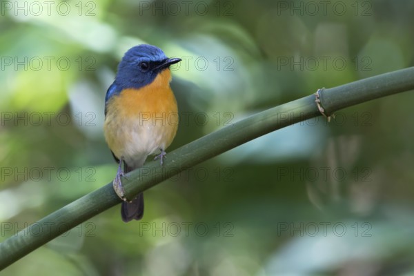 Hill Blue Flycatcher (Cyornis banyumas) male, Doi Ang Khang, Thailand