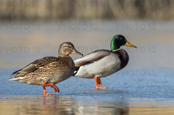 Mallard (Anas platyrhynchos) pair, Saxony-Anhalt, Germany