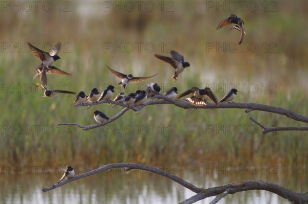 Barn Swallow & Sand Martin (Hirundo rustica & Riparia riparia), Mallorca, Spain