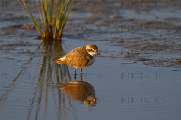Kentish Plover (Charadrius alexandrinus) female, Mallorca, Spain