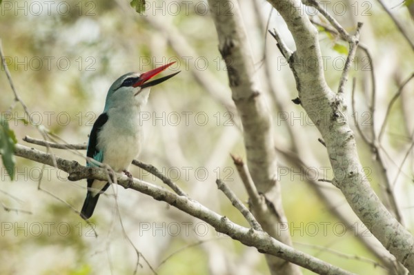 Woodland Kingfisher (Halcyon senegalensis) calling, Mpumalanga, South Africa