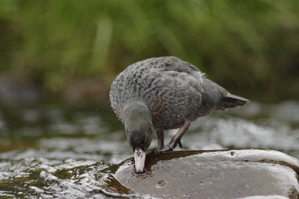 Blue Duck (Hymenolaimus malacorhynchos), New Zealand