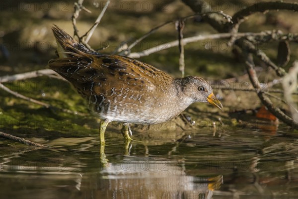 Tüpfelsumpfhuhn (Porzana porzana) Spotted Crake