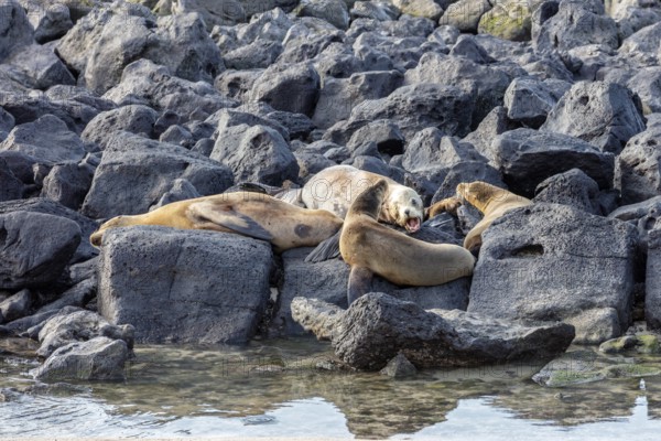 Sea lions (Zalophus wollebaeki), San Cristobal, Galapagos, Ecuador