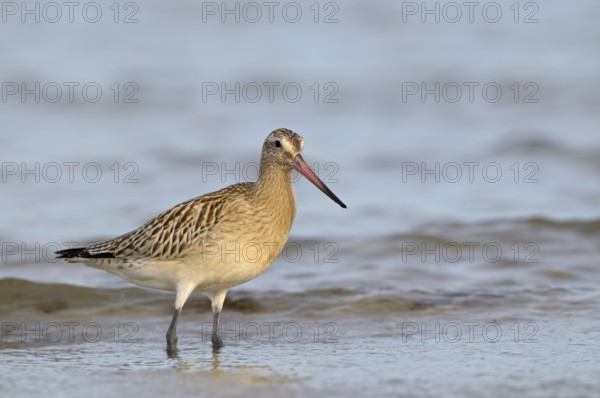 Pfuhlschnepfe (Limosa lapponica), Bar-tailed Godwit, Altvogel im Schlichtkleid, am Strand der Ostsee, auf Nahrungssuche in der Brandung, Oktober, Prerow, Nationalpark Vorpommersche Boddenlandschaft, Mecklenburg-Vorpommern, Ostsee, Deutschland