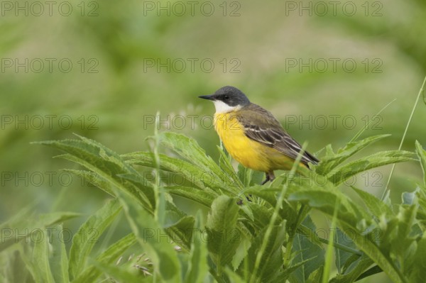 Western Yellow Wagtail (Motacilla flava cinereocapilla) male, Croatia