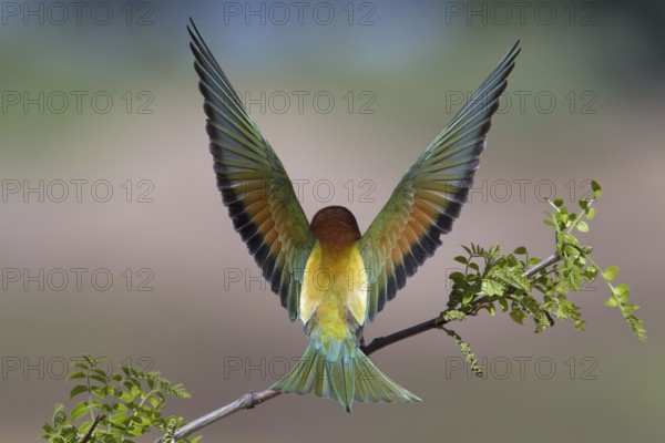 European Bee-eater (Merops apiaster), Portugal