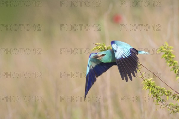 European Roller (Coracias garrulus) flying, Bulgaria