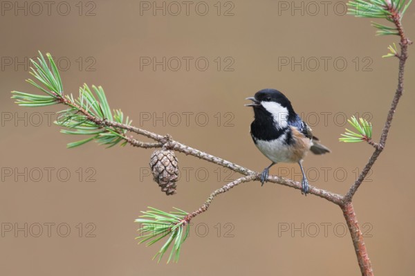 Coal Tit (Periparus ater) singing, Mecklenburg-Western Pomerania, Germany