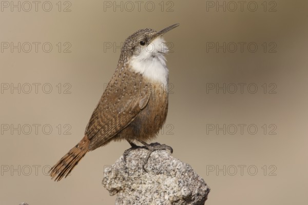 Canyon Wren (Catherpes mexicanus) male, California, USA