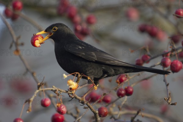Common Blackbird (Turdus merula) male, Netherlands