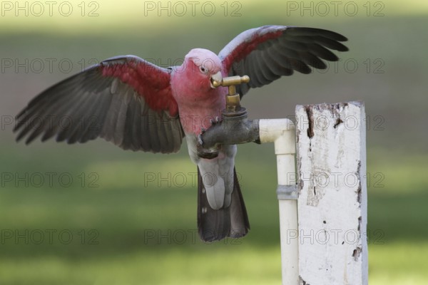 Galah (Eolophus roseicapilla), Australia