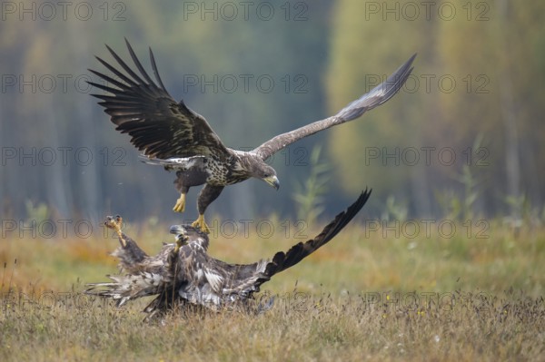 White-tailed Eagle (Haliaeetus albicilla), Kutno, Poland